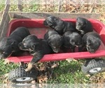 Small Photo #1 Shepweiller Puppy For Sale in SHELL KNOB, MO, USA