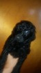 Small Photo #1 Poodle (Standard) Puppy For Sale in TEKONSHA, MI, USA