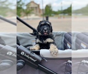 Bernedoodle Litter for sale in BALLWIN, MO, USA