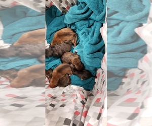 Boxer Litter for sale in COTTONWOOD, CA, USA
