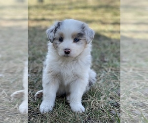 Medium Australian Shepherd