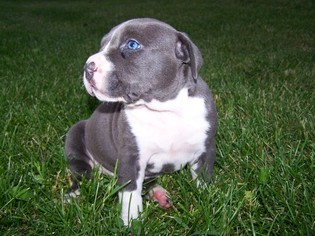 American Pit Bull Terrier Litter for sale in QUINCY, MI, USA