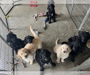 Goldendoodle Litter for sale in SPRINGFIELD, OH, USA