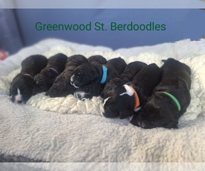 Saint Berdoodle Litter for sale in RICHVILLE, NY, USA