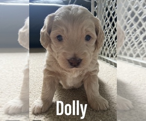 Goldendoodle (Miniature) Litter for sale in GRESHAM, OR, USA
