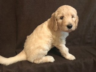 Goldendoodle Litter for sale in MACON, GA, USA