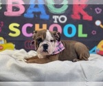 Small Photo #1 Bulldog Puppy For Sale in POWHATAN, VA, USA