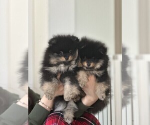 Pomeranian Litter for sale in AMERICAN CANYON, CA, USA