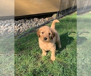 Golden Retriever-Goldendoodle Mix Litter for sale in OREGON CITY, OR, USA