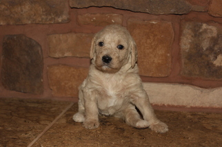 Labradoodle Litter for sale in FAIRVIEW, UT, USA
