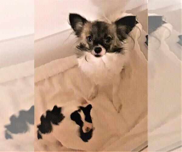 Medium Photo #1 Papillon Puppy For Sale in CHEYENNE, WY, USA