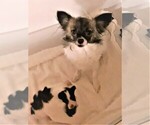 Small Photo #1 Papillon Puppy For Sale in CHEYENNE, WY, USA