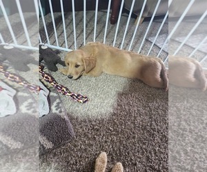 Golden Retriever Litter for sale in NAMPA, ID, USA