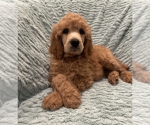 Poodle (Standard) Litter for sale in MONROEVILLE, PA, USA