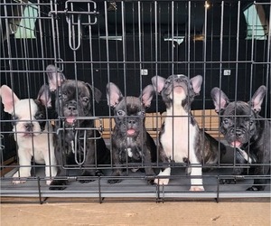 French Bulldog Litter for sale in EL PASO, TX, USA
