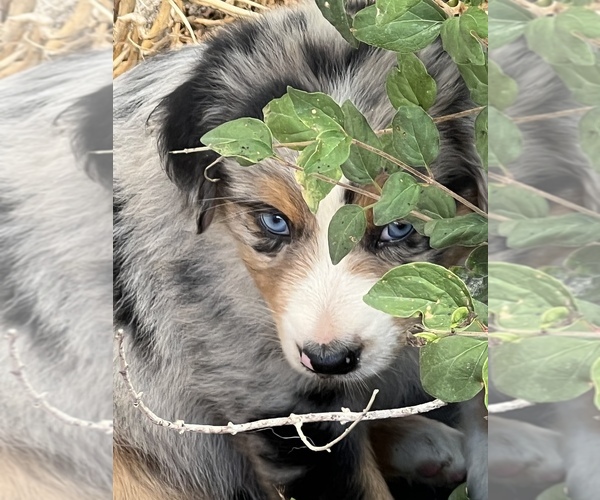 Medium Photo #1 Australian Shepherd Puppy For Sale in SAINT JAMES, MN, USA