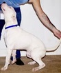 Small Photo #1 Dogo Argentino Puppy For Sale in MOUNT HOLLY, NJ, USA