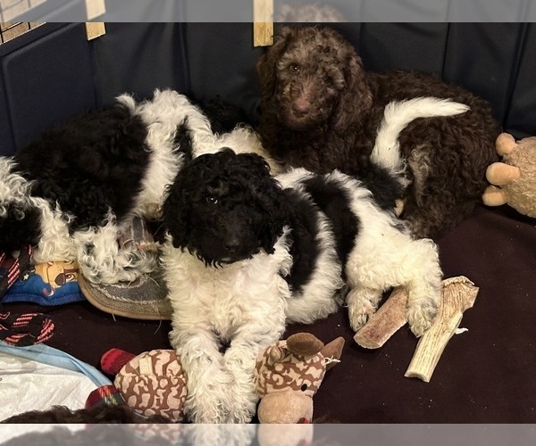 Medium Photo #1 Poodle (Standard) Puppy For Sale in SPARKS, NV, USA