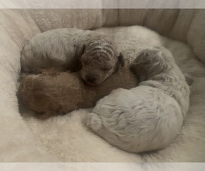 Poodle (Miniature) Litter for sale in ROCKVILLE, MD, USA