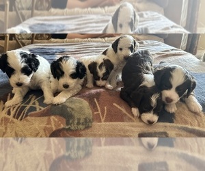 Aussiedoodle Miniature  Litter for sale in SPRINGBORO, OH, USA