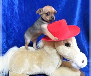 Chihuahua Litter for sale in GROVESPRING, MO, USA