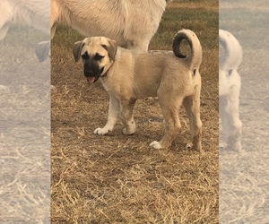 Anatolian Shepherd-Great Pyrenees Mix Litter for sale in ROBSTOWN, TX, USA