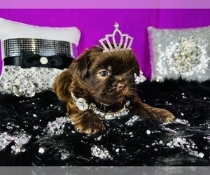 Shih Tzu Litter for sale in HAYWARD, CA, USA