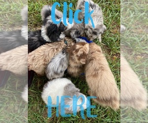 Aussiedoodle Litter for sale in JEFFERSONVILLE, IN, USA
