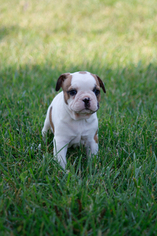 French Bulldog Litter for sale in HILLSBORO, MO, USA