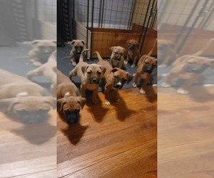 American Pit Bull Terrier Litter for sale in SPRINGFIELD, MA, USA