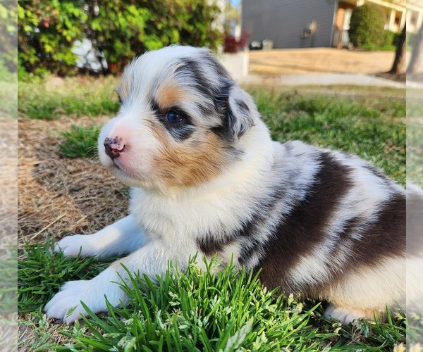 Medium Photo #1 Australian Shepherd Puppy For Sale in KENNESAW, GA, USA
