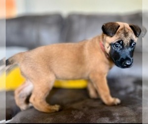 Belgian Malinois Litter for sale in DECATUR, AL, USA