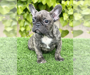French Bulldog Litter for sale in SAN DIEGO, CA, USA