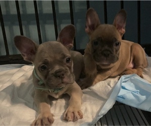 French Bulldog Litter for sale in BAKERSFIELD, CA, USA