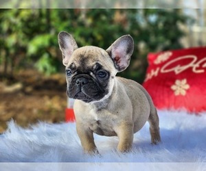 French Bulldog Litter for sale in CRANSTON, RI, USA
