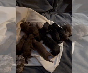 Aussiedoodle Litter for sale in BROADWAY, VA, USA