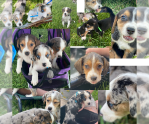 Australian Shepherd-Beagle Mix Litter for sale in ROSHARON, TX, USA