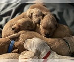 Small Golden Retriever-Goldendoodle Mix