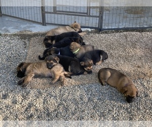 Malinois Litter for sale in YUCCA VALLEY, CA, USA