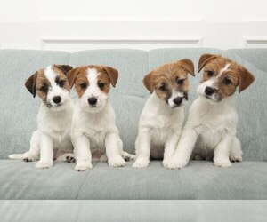 Jack Russell Terrier Litter for sale in DES PLAINES, IL, USA
