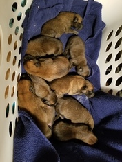 Belgian Malinois Litter for sale in FORT LUPTON, CO, USA