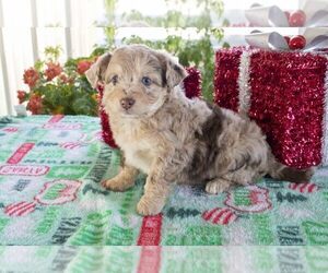 Aussiedoodle Miniature  Litter for sale in APPLE CREEK, OH, USA
