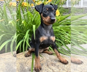 Miniature Pinscher Litter for sale in SUGARCREEK, OH, USA