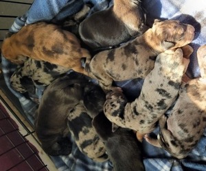Catahoula Leopard Dog Litter for sale in CLAREMONT, NC, USA