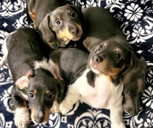 Dachshund Litter for sale in BROOMFIELD, CO, USA