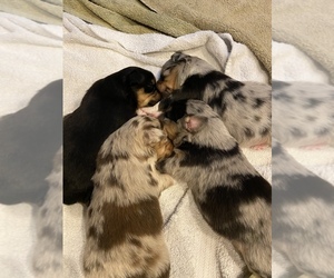 Miniature Australian Shepherd Litter for sale in FORT MYERS, FL, USA