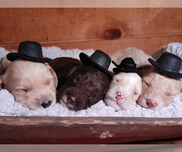 Medium Photo #1 Miniature Labradoodle Puppy For Sale in CALHOUN, GA, USA