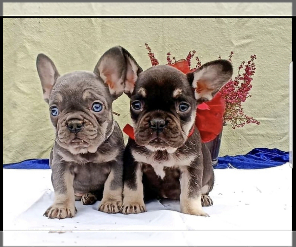 Medium Photo #1 French Bulldog Puppy For Sale in KENNESAW, GA, USA