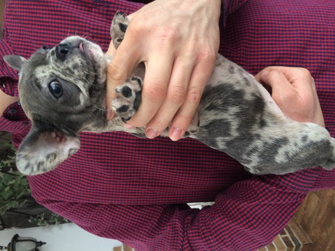 Medium Photo #1 French Bulldog Puppy For Sale in SAINT PETERSBURG, FL, USA