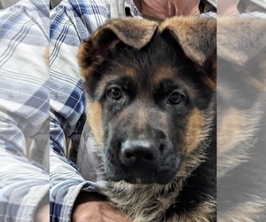 German Shepherd Dog Litter for sale in BRADFORD, OH, USA
